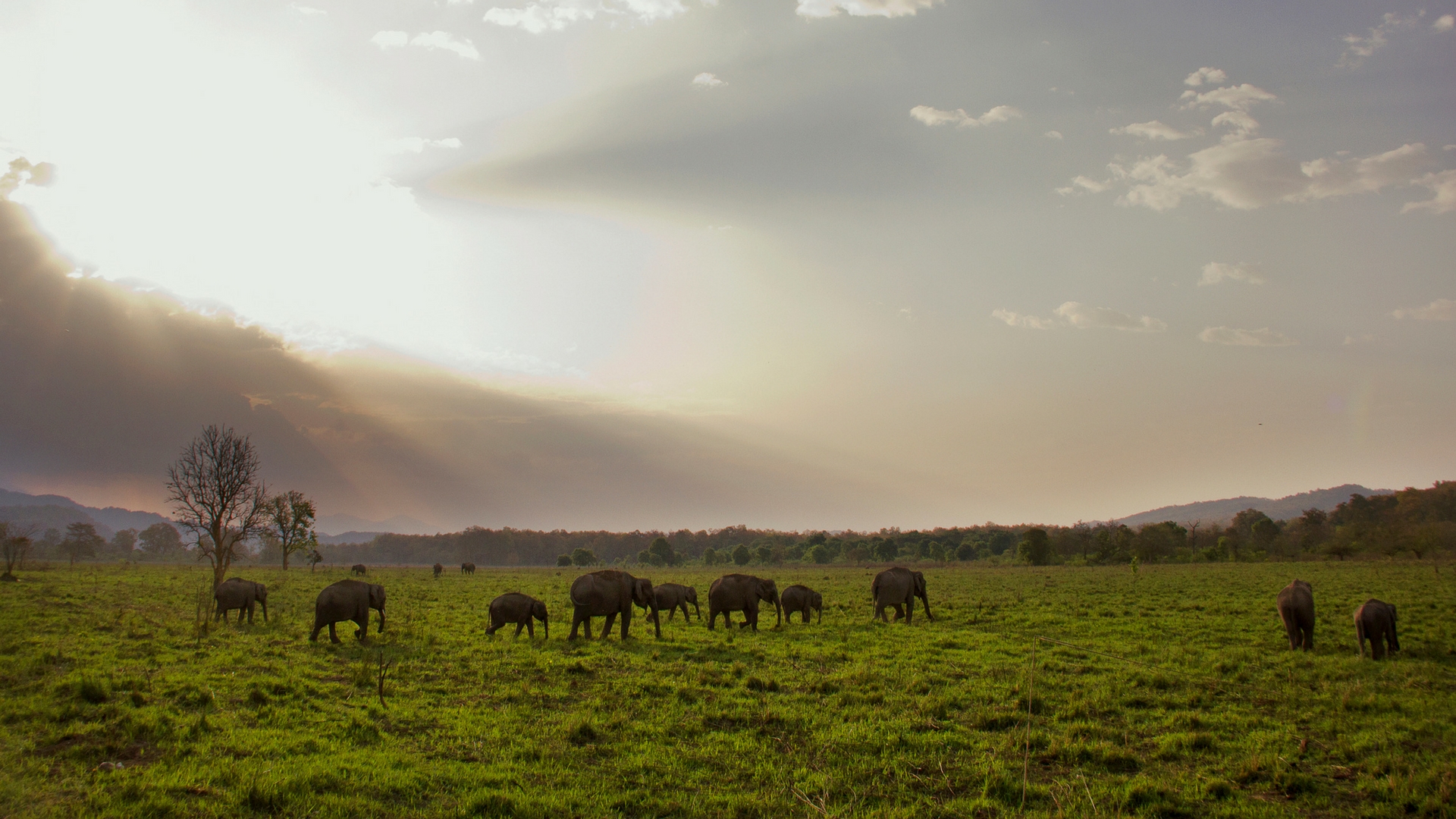 How does the group size and associations of elephants change with seasons?